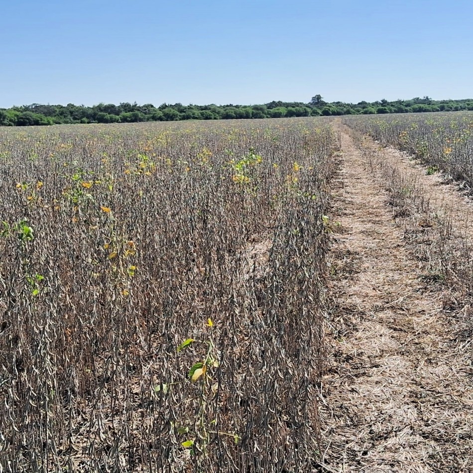 800 has Campo Mixto en La Paz - Entre Rios