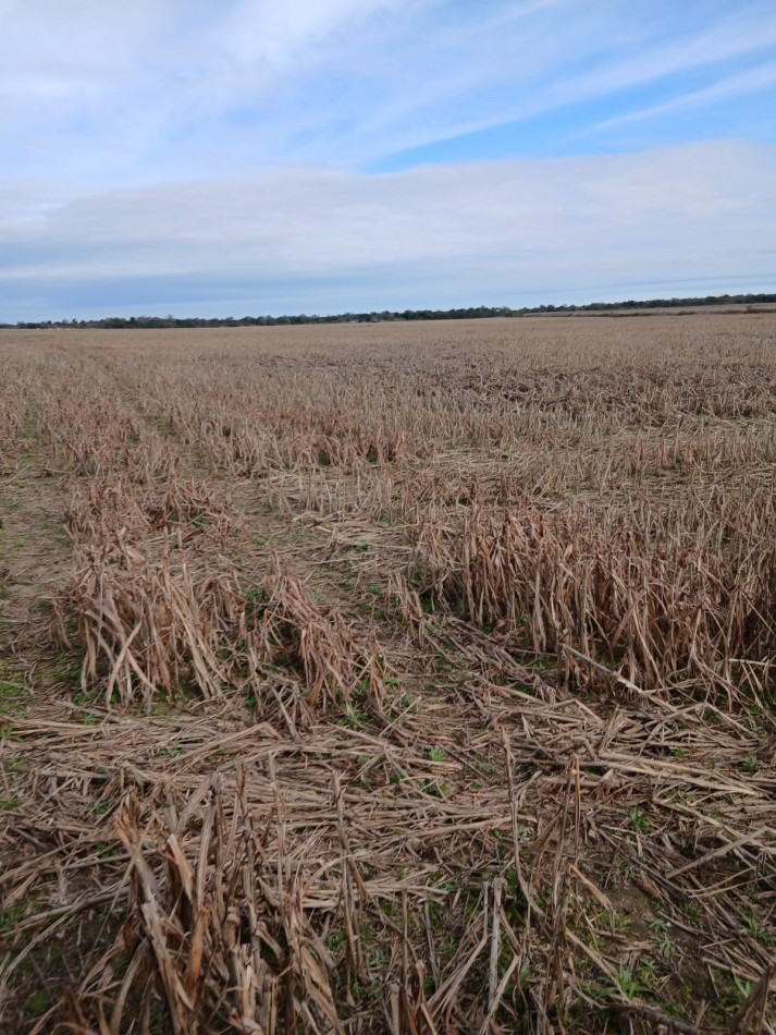 800 has Campo Mixto en La Paz - Entre Rios